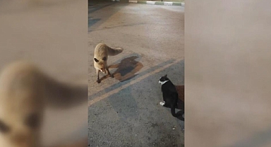 Kediyle tilkinin yemek mücadelesi
