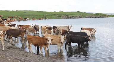 Köyler karantinaya alındı, hayvan pazarları kapatıldı