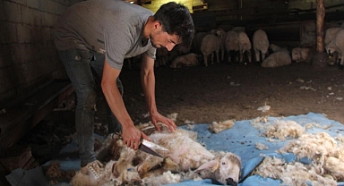 Koyun kırkma mesaisi başladı