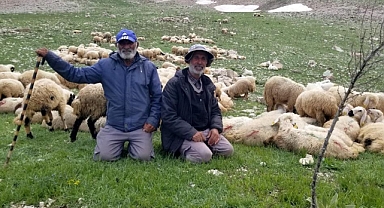 Koyun sürüleri İranlı çobanlara emanet