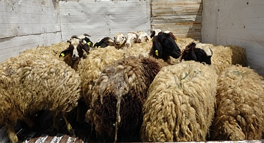 Köyüne dönmek isteyene koyun desteği 