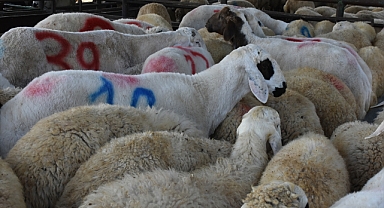 Küçükbaş kurbanlıklar pazara indi