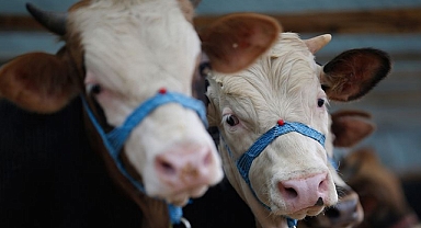 Kurbanlık alacaklara tüberküloz uyarısı   