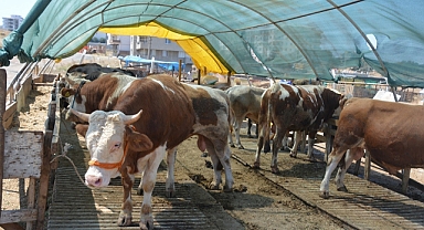 Kurbanlık seçerken bunlara dikkat edin!   