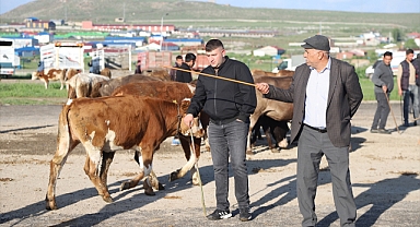 Kurbanlıklar alıcılarını bekliyor