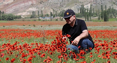 Oltu'da gelincikler ikinci kez açtı