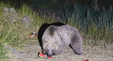 Piknikçilere ayı uyarısı   