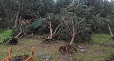 Rüzgar ağaçları yerinden söktü