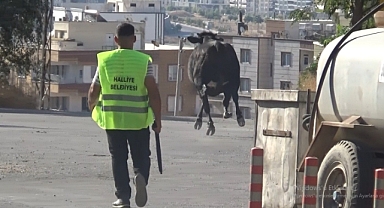 Sahibinin elinden kaçtı! Pazar yerini birbirine kattı