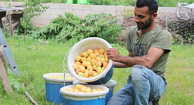 Sarı altında hasat başladı!