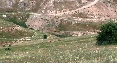 Şehir merkezine indiler