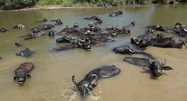 Sıcaktan bunalınca soluğu nehirde aldılar 