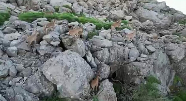 Silah sesleri yerini yaban keçilerine bıraktı