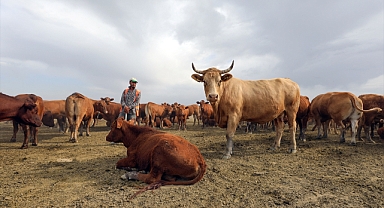Sınır hattında hayvancılık!