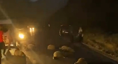 Taksiler koyun sürüsüne daldı: 30 hayvan telef oldu 