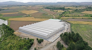 Topraksız tarıma başladılar