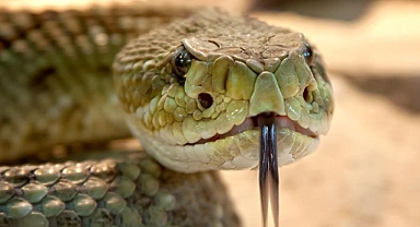 Üzüm yaprağı toplarken yılan soktu, Genç kız yoğun bakıma alındı    