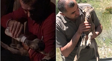 Yaban keçisi emin ellerde