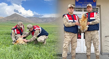 Yaralı akbaba koruma altına alındı
