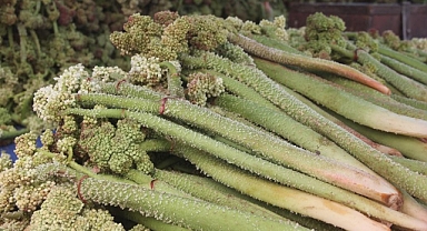 “Yayla Muzu” tezgâhlardaki yerini aldı