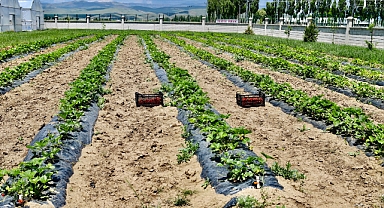 Yetişmez denildi, 1 yılda 200 ton verim alındı 