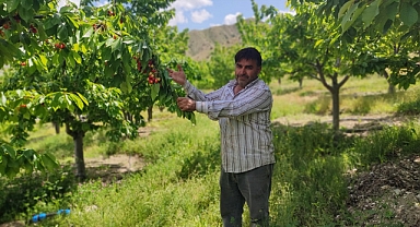 Yılda 7 ton kiraz üretiyor