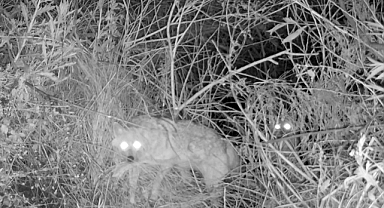  Yiyecek ararken objektiflere yakalandılar!