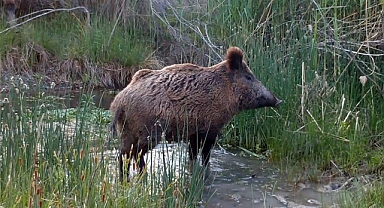 Yiyecek ararken yakalandılar!