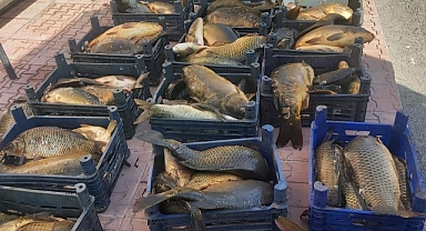 10 ton kaçak balık ele geçirildi   