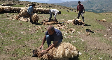 2 bin 700 rakımda koyun kırkma mesaisi