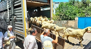 254 baş hayvan dağıtıldı   