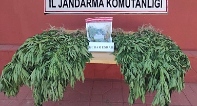 462 kök kenevir bitkisi ele geçirildi