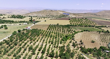 7 bin dekar alanda kiraz hasadı