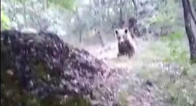 Amca diye seslendiği ayıyı besleyip öpücük gönderdi!