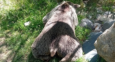 Aracın çarptığı ayı telef oldu