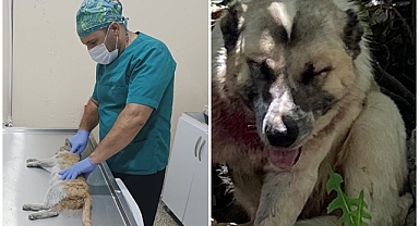 Aracın çarptığı çoban köpeğine cerrahi müdahale   