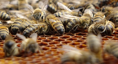 Arıcılar tedirgin: Sağanak yağış verimi etkiledi