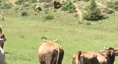 Ayının sürüye saldırısını kangal köpekleri böyle engelledi 