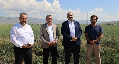 Aziziye'deki dev arazide hasat zamanı