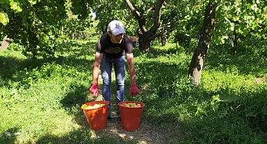 Bahçelerde kayısı hasadı başladı