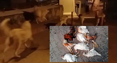 Başıboş köpekler 150 tavuğu telef etti
