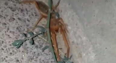 Bir insanı rahatlıkla öldürebilir! İşte böyle görüntülendi...