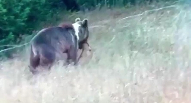 Boz ayının dağ keçisi avı!