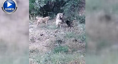 Boz ayıya çoban köpekleri geçit vermedi