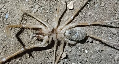 Bu örümceği görürseniz hemen uzaklaşın!