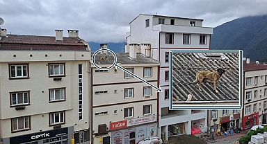 Çatıda mahsur kaldı! Ekipler seferber oldu