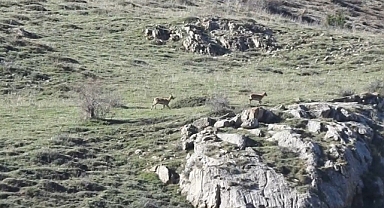Dağ keçileri kaçtı, ayılar kovaladı