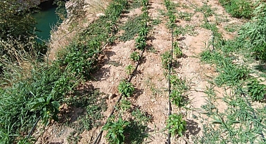 Kenevir yetiştiren şüpheli yakalandı