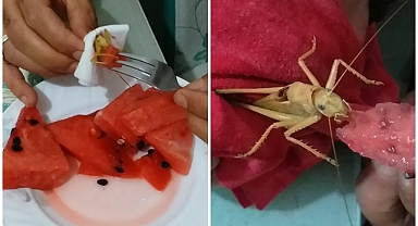 Dev çekirgeye karpuz yedirdi!