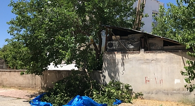 Dut toplamak için çıktığı ağaçtan düşüp öldü